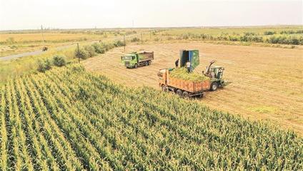 金秋沃野奏響豐收之歌——兵團秋收工作全面展開，畜牧漁業飼料銷售迎來旺季