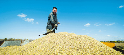 肉雞市場轉(zhuǎn)淡 矮腳黃母雞銷量下滑分析